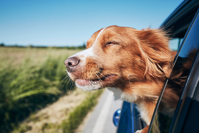 Dog Friendly Summer Excursions - DK-Easy
